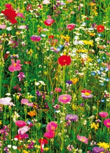 Fototapeta do bytu, FLOWER FIELD, Rozkvetlá louka