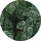 Samolepící fototapeta kruh - Mother Nature - Monstera